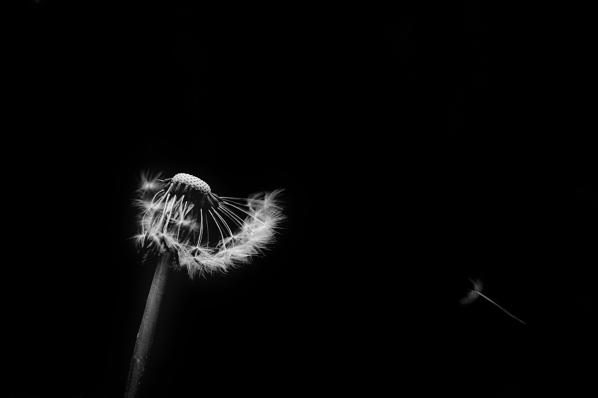 dandelion-7854275_1920